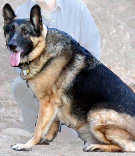 Obese dog diseases obese dogs are at risk for many diseases which can lead to an early death