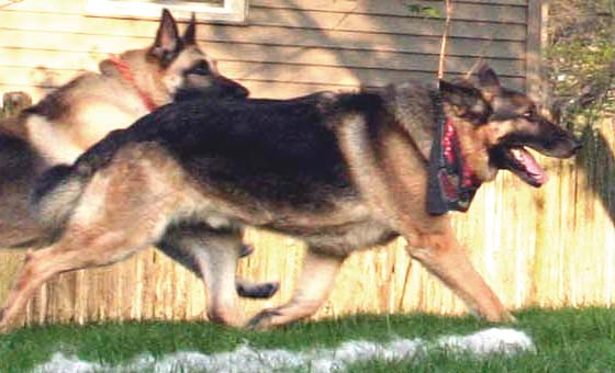 Dogs exercising