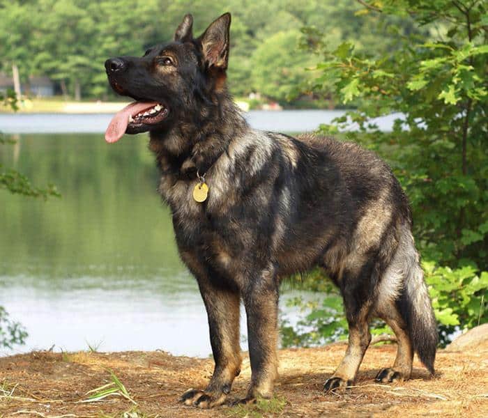 BEFORE YOU ADOPT - German Shepherd Rescue of New England