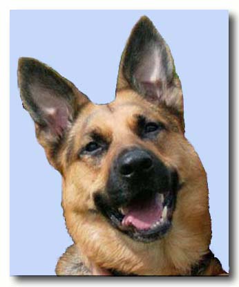 #150 Bailey - German Shepherd Rescue of New England