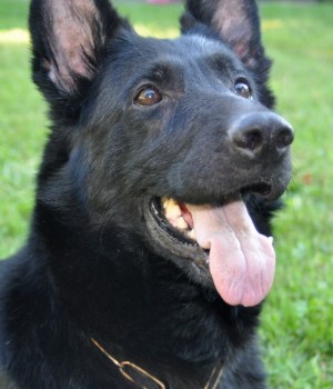 #438 Nikki - German Shepherd Rescue of New England