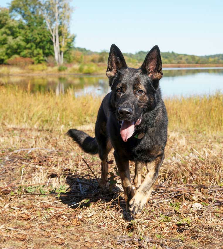 German shepherd best sale rescue north east