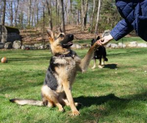 Trained german shepherd store adoption