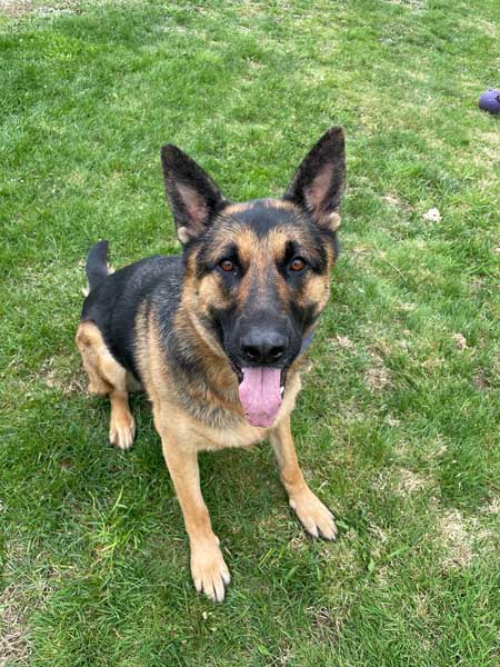 #571 Kali | German Shepherd Rescue of New England