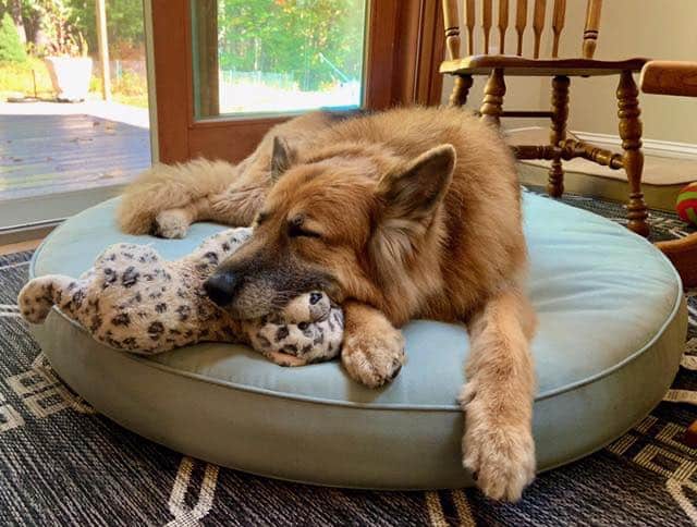 You can be a GSD’s buddy