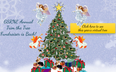 GSRNE’s Annual Trim the Tree Fundraiser is Back