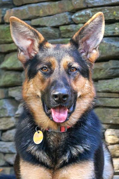 Home - German Shepherd Rescue of New England