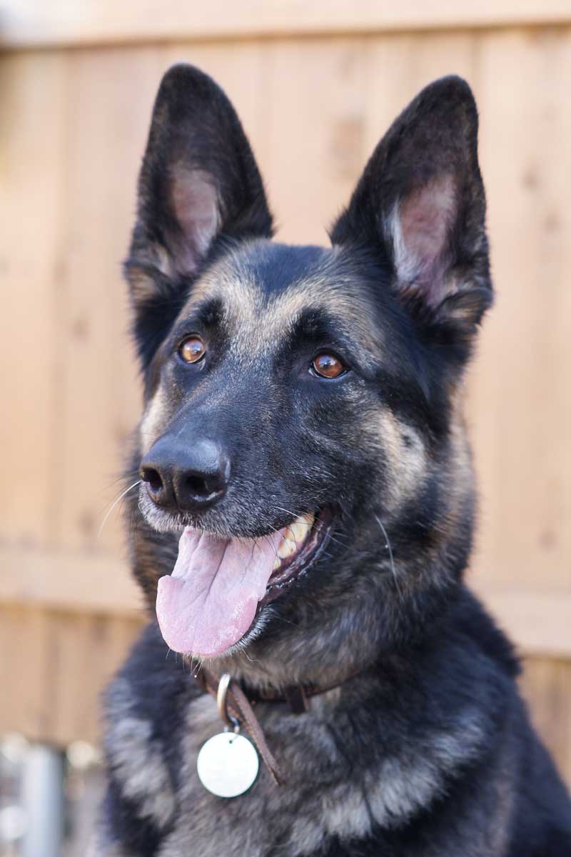 German Shepherd Rescue of New England | Making a Difference for German ...