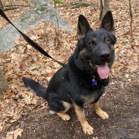 In Area Shelters | German Shepherd Rescue of New England