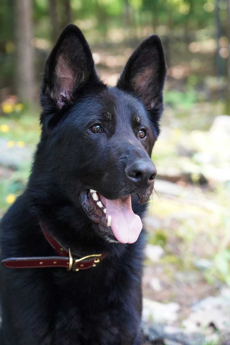 Home - German Shepherd Rescue of New England