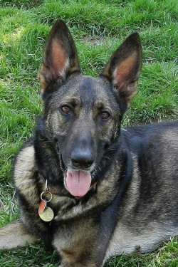 Our Available Dogs - German Shepherd Rescue of New England