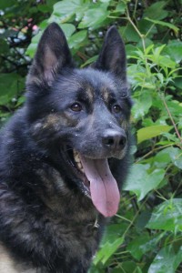 Our Available Dogs | German Shepherd Rescue of New England