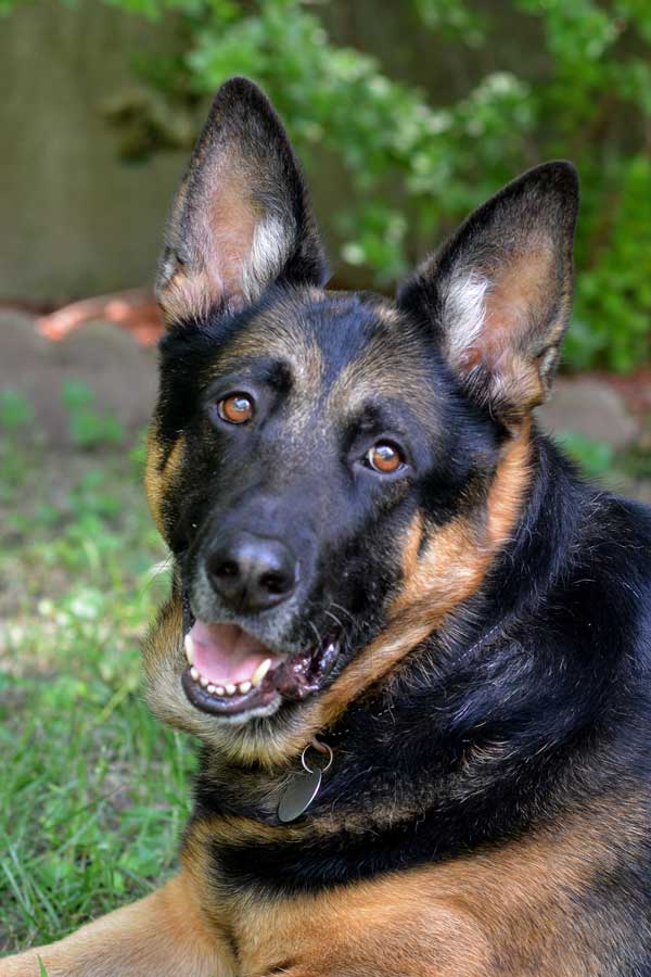 German Shepherd Rescue of New England | Making a Difference for German ...