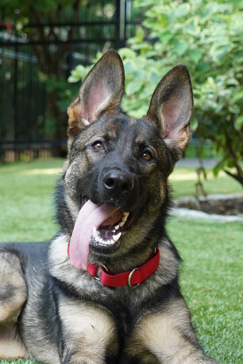 German Shepherd Rescue of New England | Making a Difference for German ...