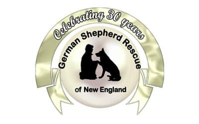 German Shepherd Rescue of New England Celebrates 30 Years: A Legacy of Loyalty, Love and Life Saving